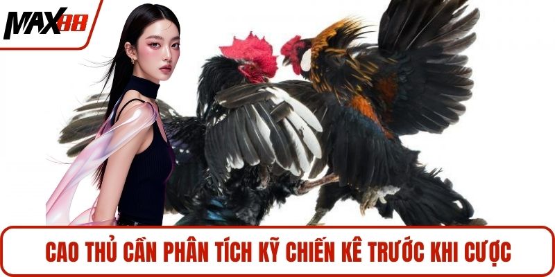 Cao thủ cần phân tích kỹ chiến kê trước khi cược